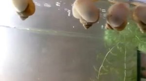 Содержание и размножение улиток ампулярий