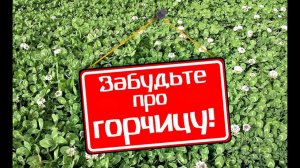 Вот почему я сею этот сидерат каждую осень! Посев красного и белого клевера осенью как сидерат!