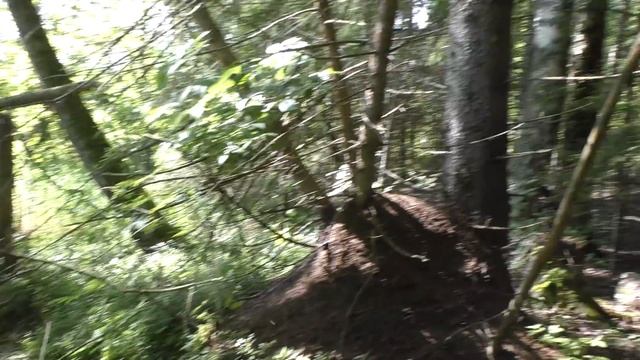 В поход за грибами! Охота на подосиновики! Июнь 2020 года. смотреть онлайн