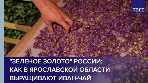 "Зеленое золото" России: как в Ярославской области выращивают иван-чай