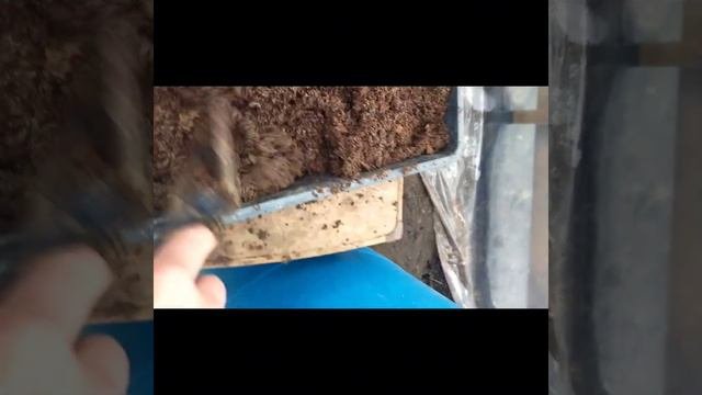 черенкование крупноцветковой хризантемы осенью.