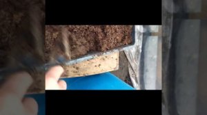 черенкование крупноцветковой хризантемы осенью.