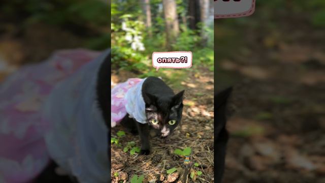 Какое сегодня число?😹 #3сентября #котики #юмор