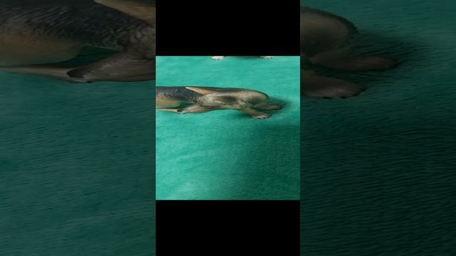 "Дикие псы". 9 серия "Девушка питбуля Мусы". Новая серия. смотреть онлайн