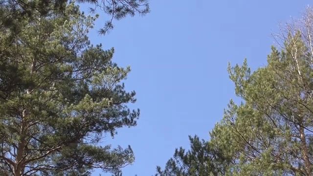 Снятие шума в ушах Настрои академика Сытина Г.Н. смотреть онлайн