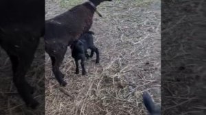 содержание овец, кормление овец.