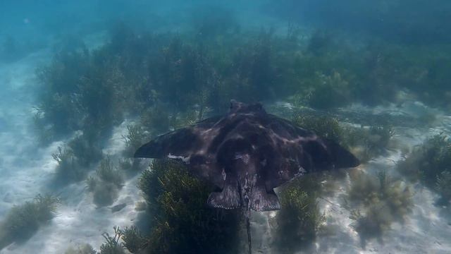 Fly with the eagles - Eagle Rays underwater flights -Ep 72