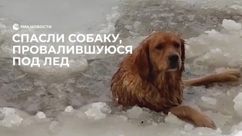 Спасли собаку, провалившуюся под лед