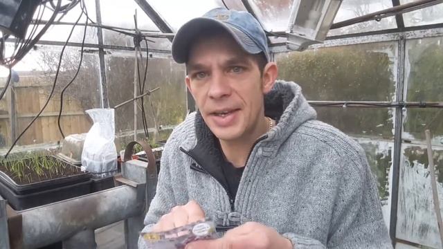 Verbena bonariensis / Why grow it? /Beneficial insects /Natural pest management / My Northern Garde смотреть онлайн