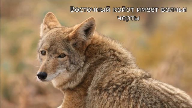 5 ФАКТОВ О КОЙОТАХ