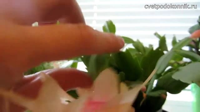 Шлюмбергера жёлто-розовая