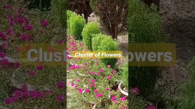 PICTURESQUE PORTULACA FLOWERS | LANDSCAPE PHOTOGRAPHY | #portulaca #portulacaflower #portulacaplant