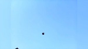 Николаевские голуби.  Для Юры ( Саратов ). Голуби Украины