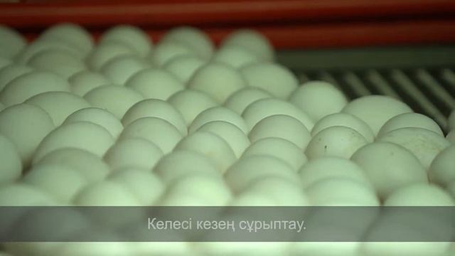 Переработка пищевого яйца