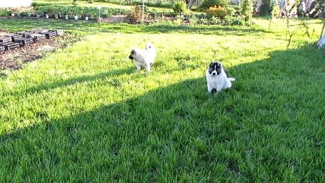 Щенки кавказской овчарки смотреть онлайн