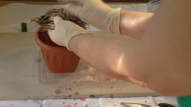 Выращивание хосты ( Часть 2) смотреть онлайн