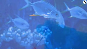 Изучаем синий цвет. ???Читаем сами обучающие карточки.