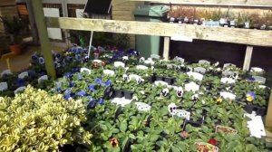 HOUSEPLANT SHOPPING & HAUL | UK Garden Centres tour September 2020