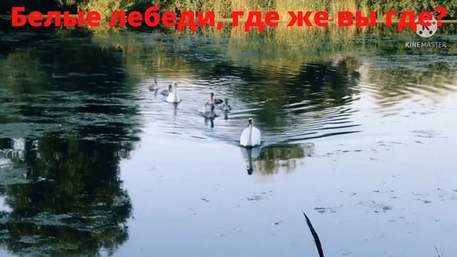 Белые лебеди, где же вы где?
