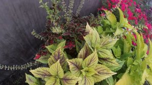 5 ПРЕКРАСНЫХ РАСТЕНИЙ ДЛЯ ВАШЕГО САДА ,КОТОРЫЕ ВЫДЕРЖИВАЮТ ЖАРУ.