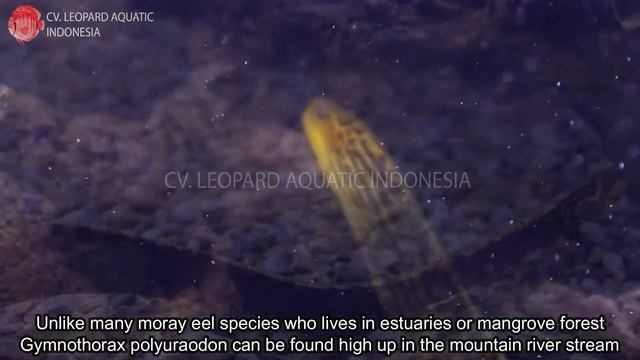 Gymnothorax polyuraodon. The MAGICAL Freshwater Moray Eel! (Leopard Aquatic G033A)