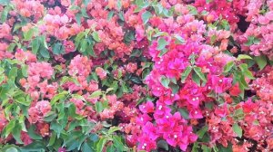 Bougainvillea plant - grow & care (Strong and beauty)