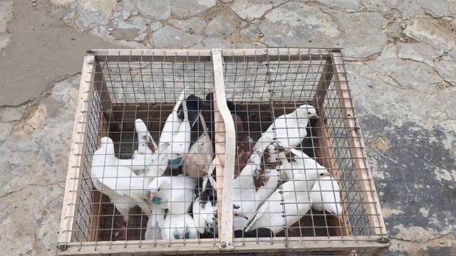 #Pigeons.Результаты пищалок от тренировки по методу Гагика Акопяна.