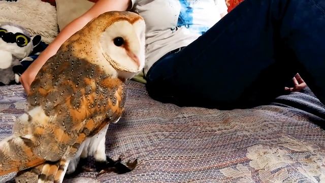 Сова и резиновая сколопендра смотреть онлайн