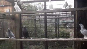 Моя голубятня и голуби...