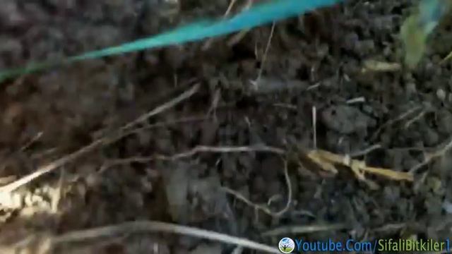 Yer Elması ve Yer Elmasının Faydaları смотреть онлайн