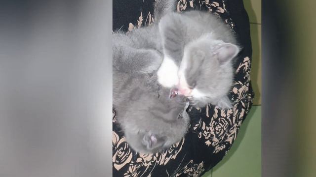 ЛЮБОВЬ КОШЕК МИЛЫЕ КОТЯТА САМОЕ МИЛОЕ ВИДЕО
