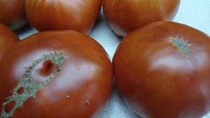 ТОМАТ АЛТАЙСКИЙ ОРАНЖЕВЫЙ -  ОЧЕНЬ ВКУСНЫЙ, ОЧЕНЬ СЛАДКИЙ! Ольга Чернова