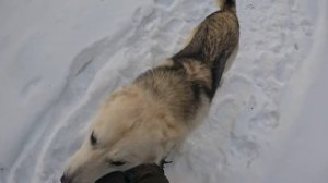 ДОМ ЛЕСНИКА СПУСТЯ ОДИН ГОД | ЖИЗНЬ в ЛЕСУ БЕЗ КУПЮР | Лесные