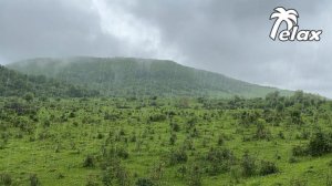 4k video of Spring rainy Nature and Relaxing sound of Rain