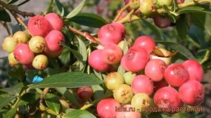 Голубика высокорослая Пинк Лимонад (pink limonad) ? обзор: как сажать, саженцы голубики Пинк Лимона