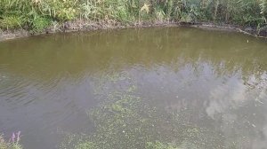 прудик у дома кормим рыбку экструдированным кормом