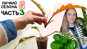 Продолжаю ПЕРЕСТАНОВКУ | Карамель УШЛА В ЗЕЛЕНЬ! 😱