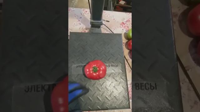 УРОЖАЙНОСТЬ томата TMG 17608 смотреть онлайн