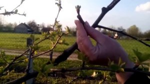 Формируем крону яблони