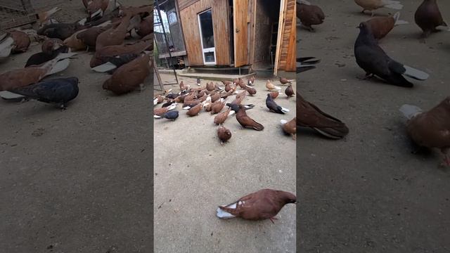 дело было вечером смотреть онлайн