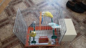 Две пары попугаев в одной клетке