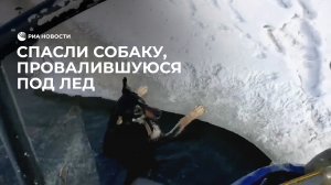 Спасли собаку, провалившуюся под лед