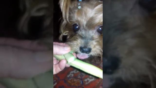 Супер вкусный огурец!!Йорки лопают огурцы!! смотреть онлайн