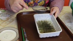 Львиный зев. Как лучше посеять, как правильно ухаживать.