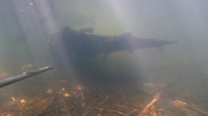 подводная охота hd 2020 август