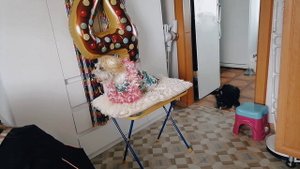 День рождение Вегаса. фотосессия собак дома