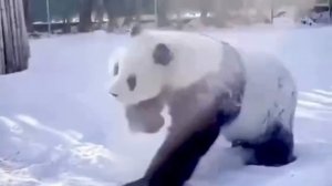 Радуемся новому дню❤️

Сегодня днём -2, ночью -11. Ветер юго-восточный 2-4 м/с.