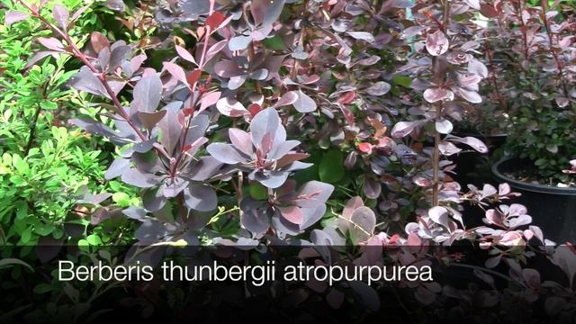 Berberis thunbergii Varieties for Hedging and Colour. смотреть онлайн