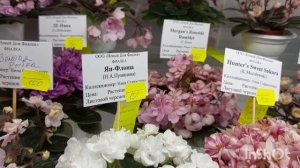 Выставка фиалок в декабре 2022(МК)/Дом фиалок#фиалки#выставка#