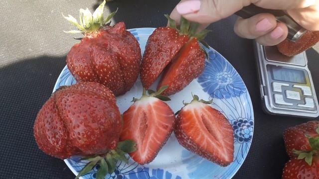 Клубника сорт Генри - изысканная роскошь! смотреть онлайн
